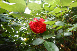 Beste Druckqualität auf Naturpapier